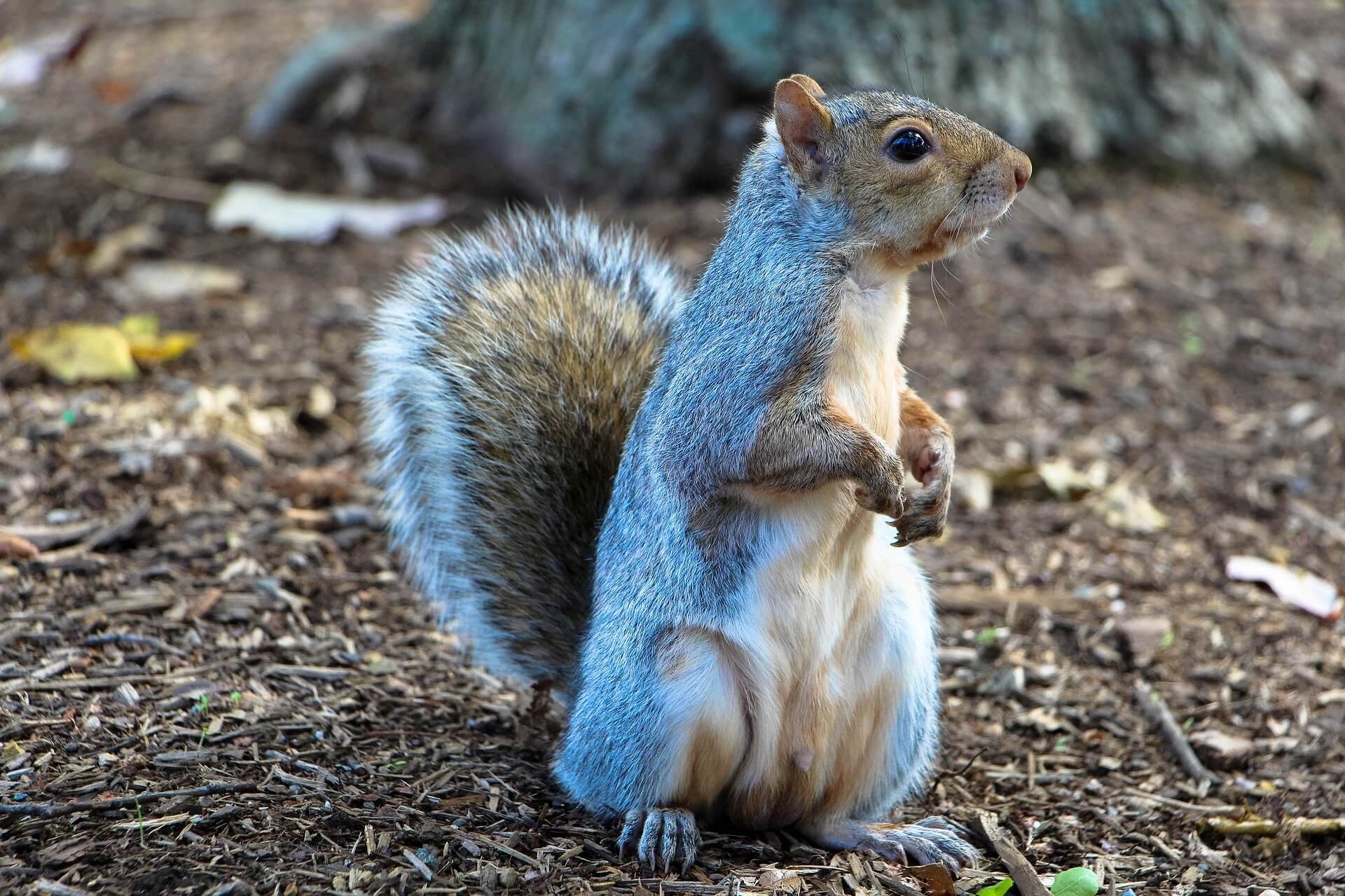 Oakland County Michigan critter removal service for mobile homes and trailer parks