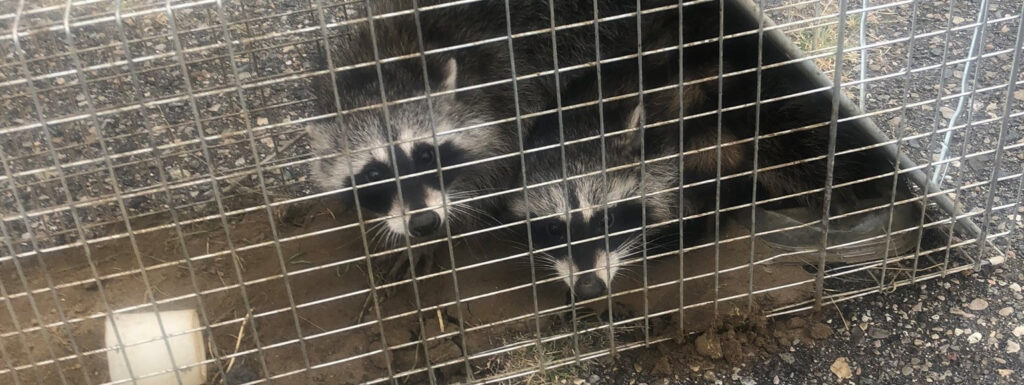 Critter Removal Under Mobile Homes in Michigan